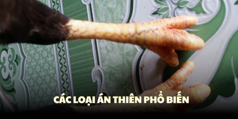 Các loại vảy án thiên phổ biến hiện nay
