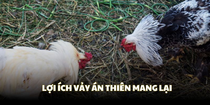 Vảy án thiên mang lại giá trị cao