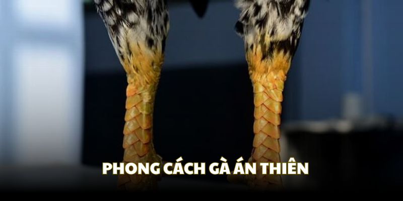 Phong cách thi đấu của gà chiến án thiên